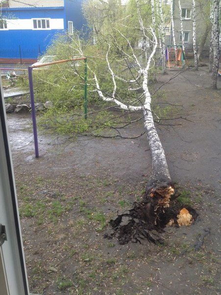 Ветер в Новосибирске вырывал деревья с корнями.jpg
